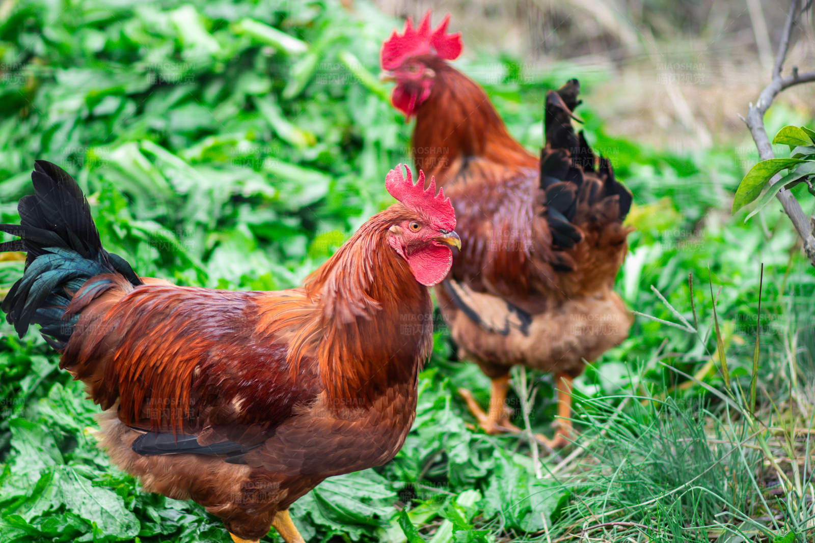 两只公鸡在草地上图片