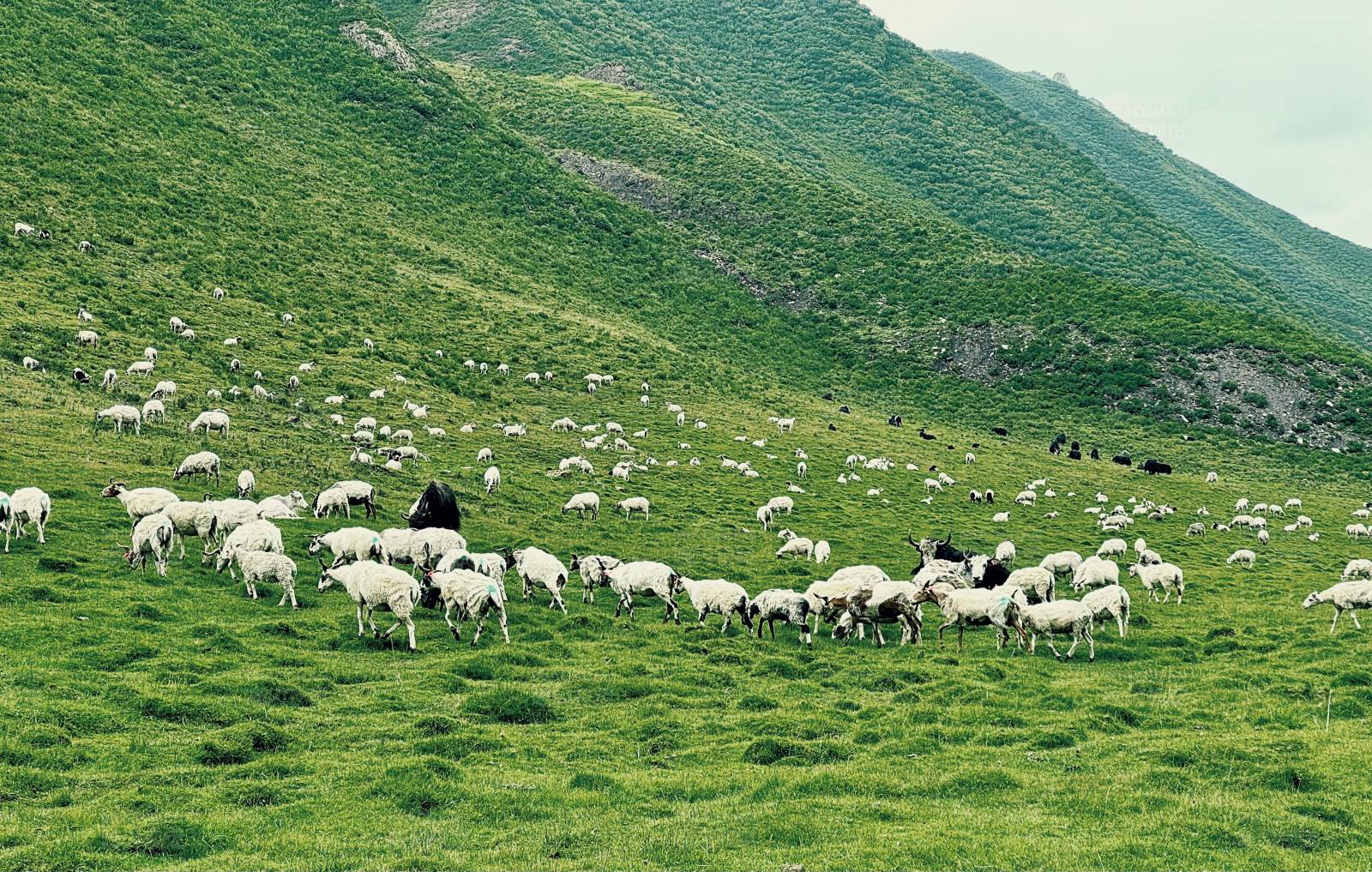 青山牧羊图图片