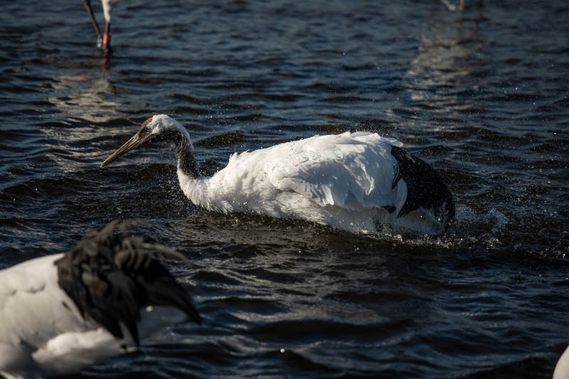 鹤在水中游泳图片
