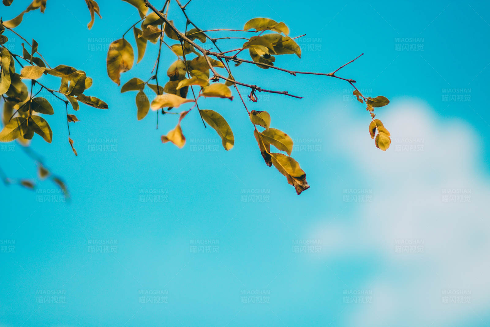 秋叶蓝天图片