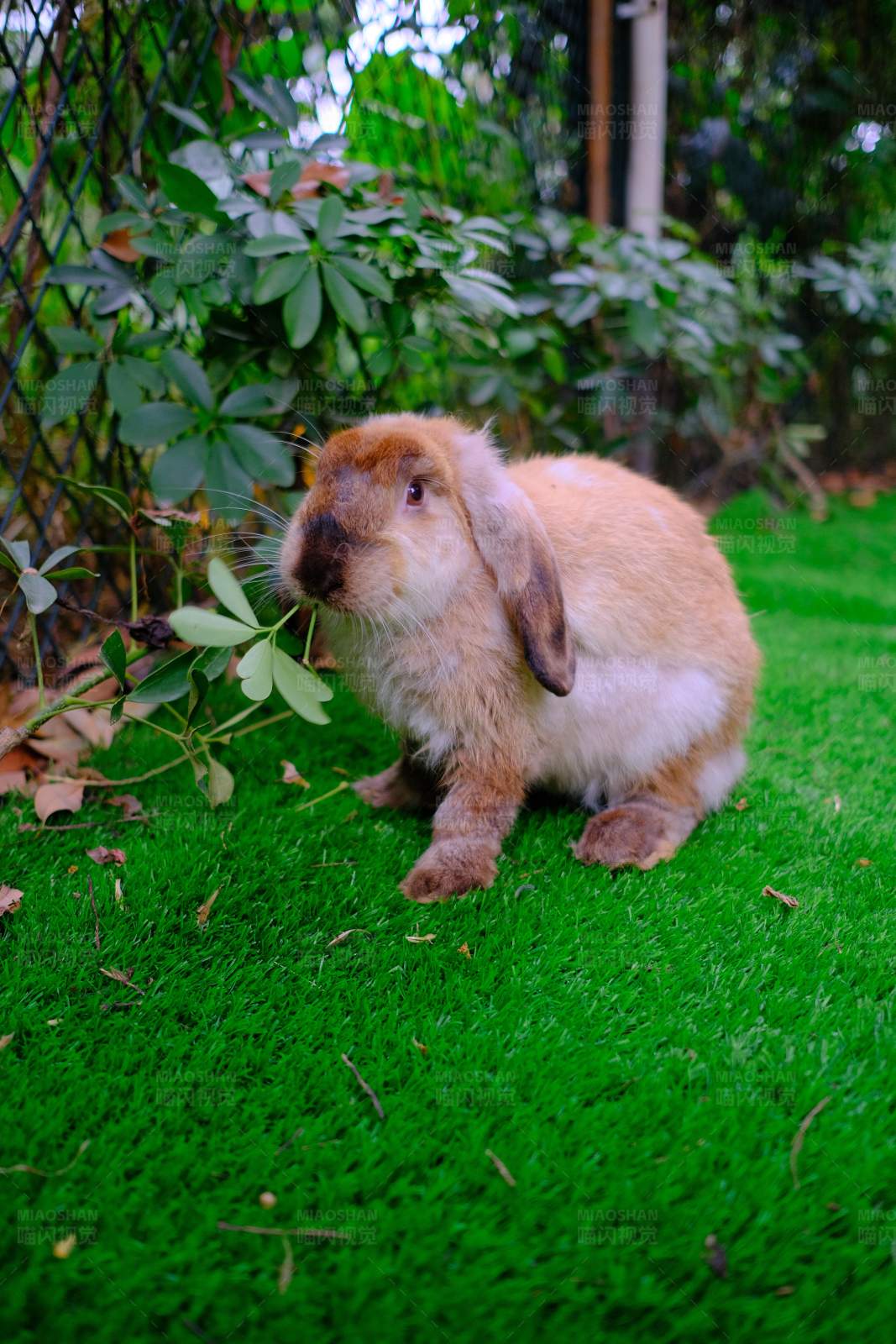 兔子在草地上吃叶子图片