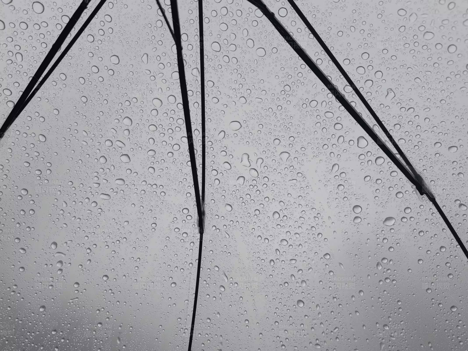 雨滴落在透明伞上图片