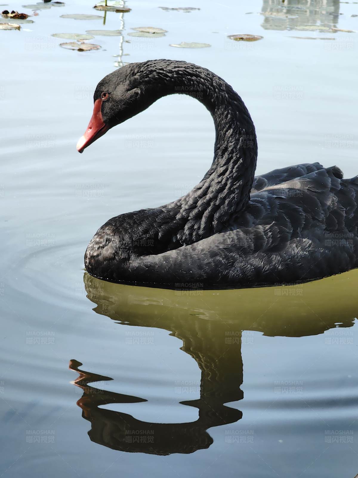 黑天鹅湖中游图片
