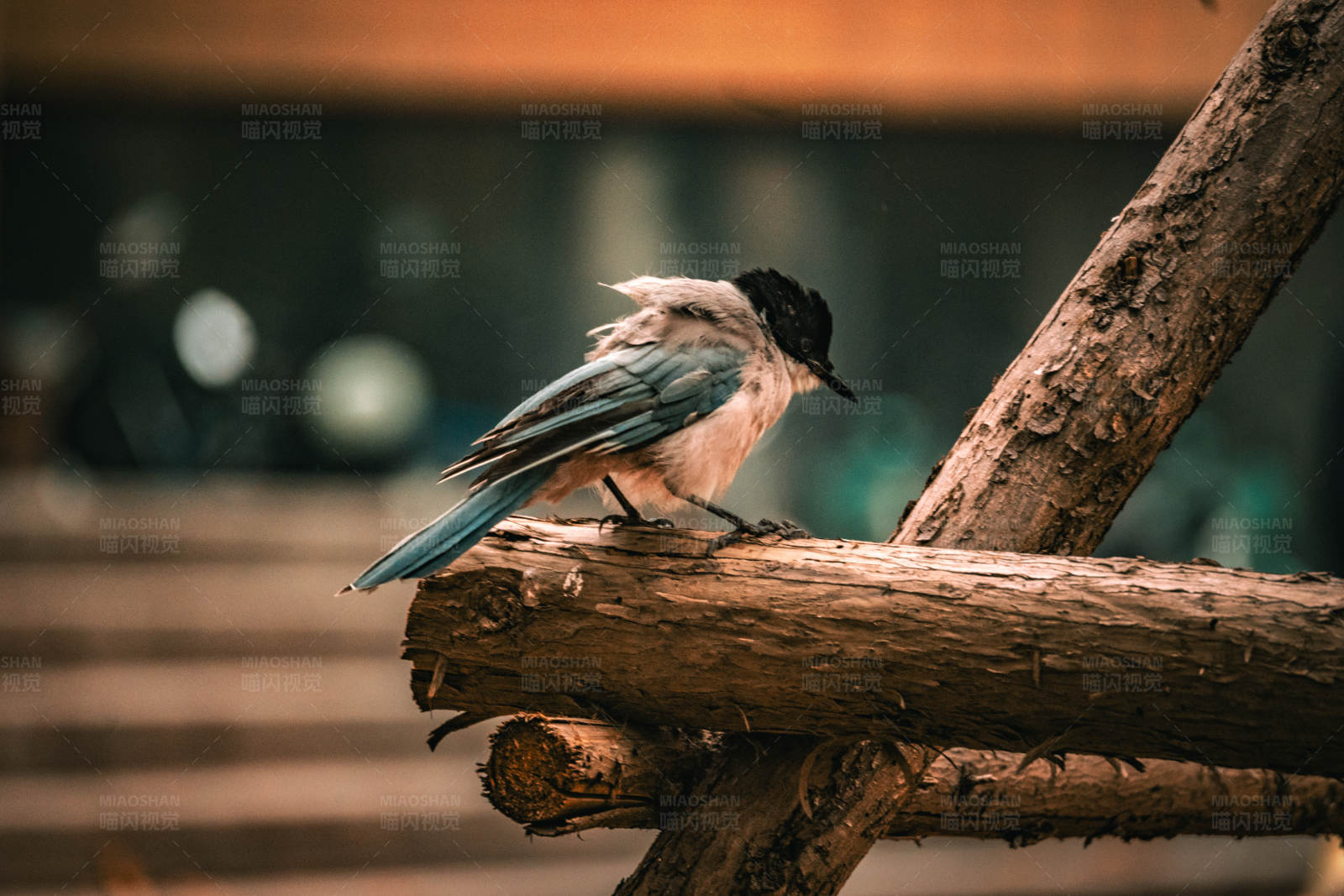 栖息的蓝羽鸟图片