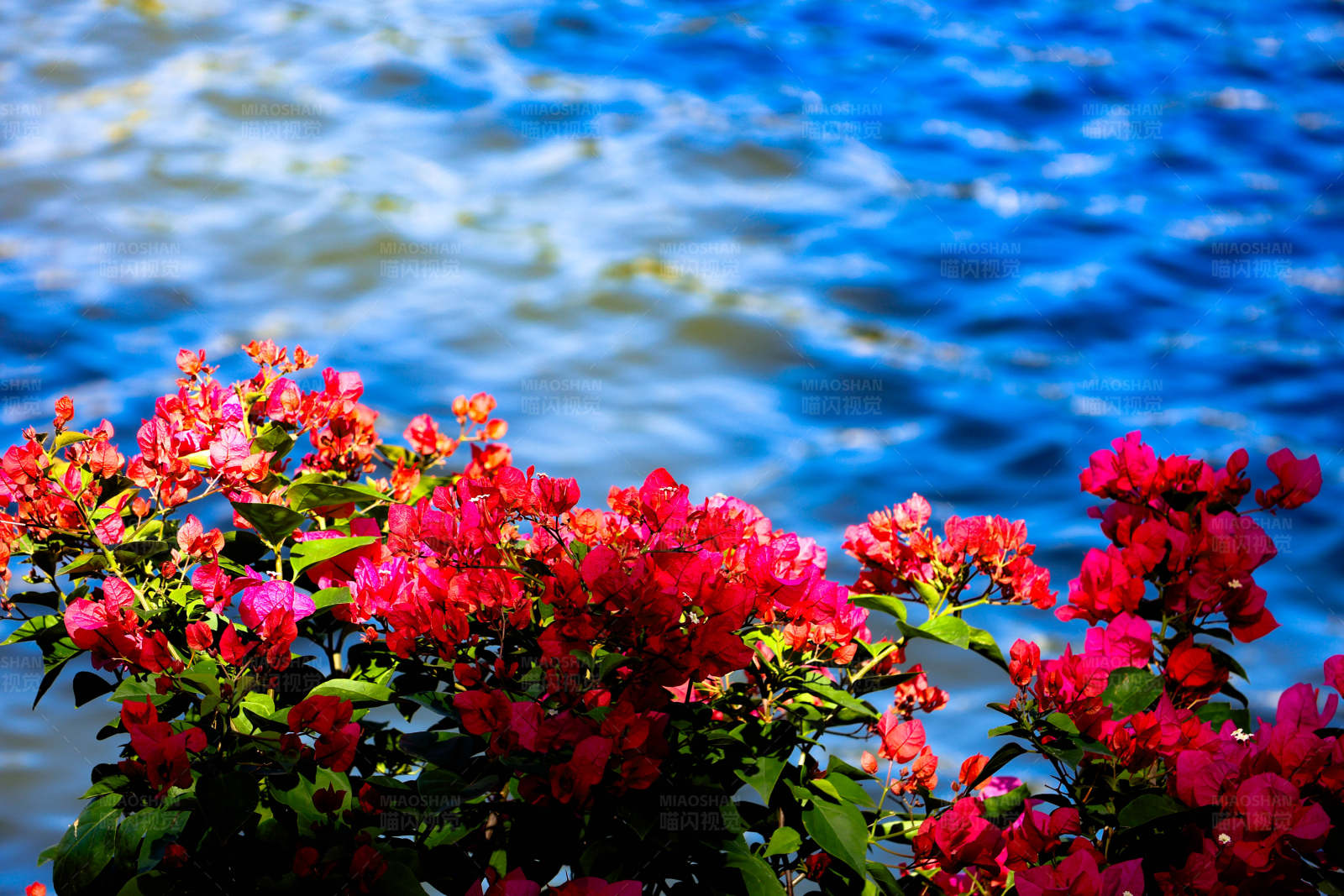 红花映水 静谧之美图片