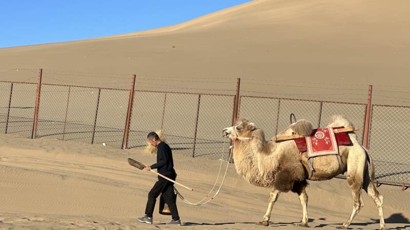 沙漠中的骆驼与导游图片