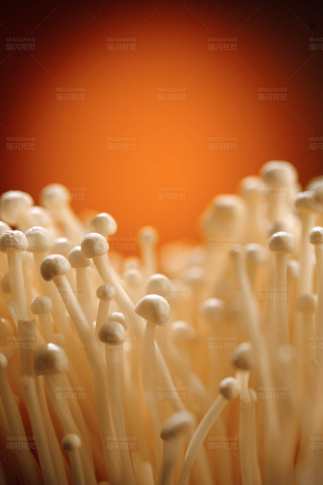 金针菇特写图片