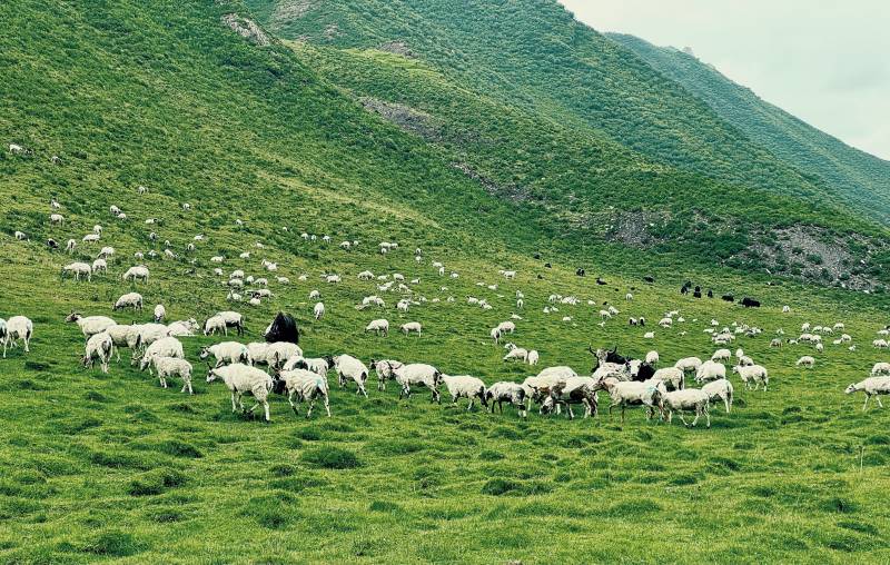 青山牧羊图图片