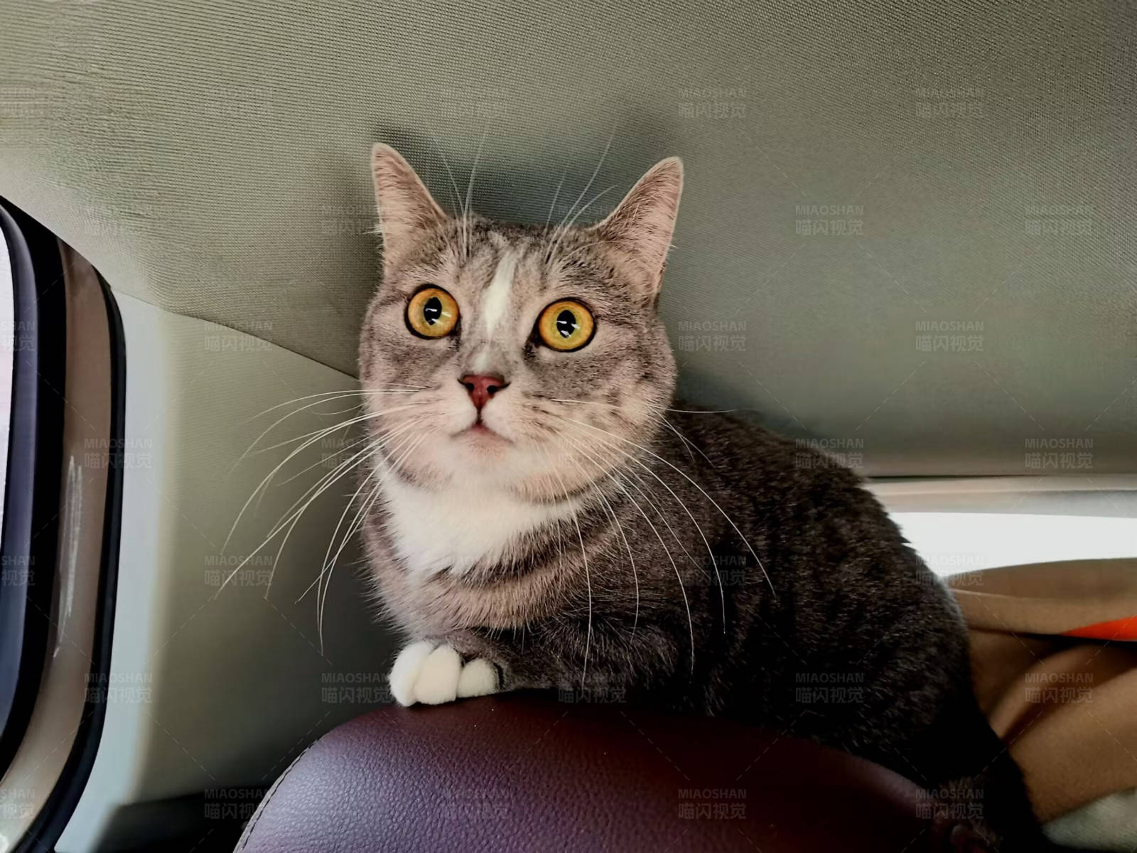 车内好奇猫图片