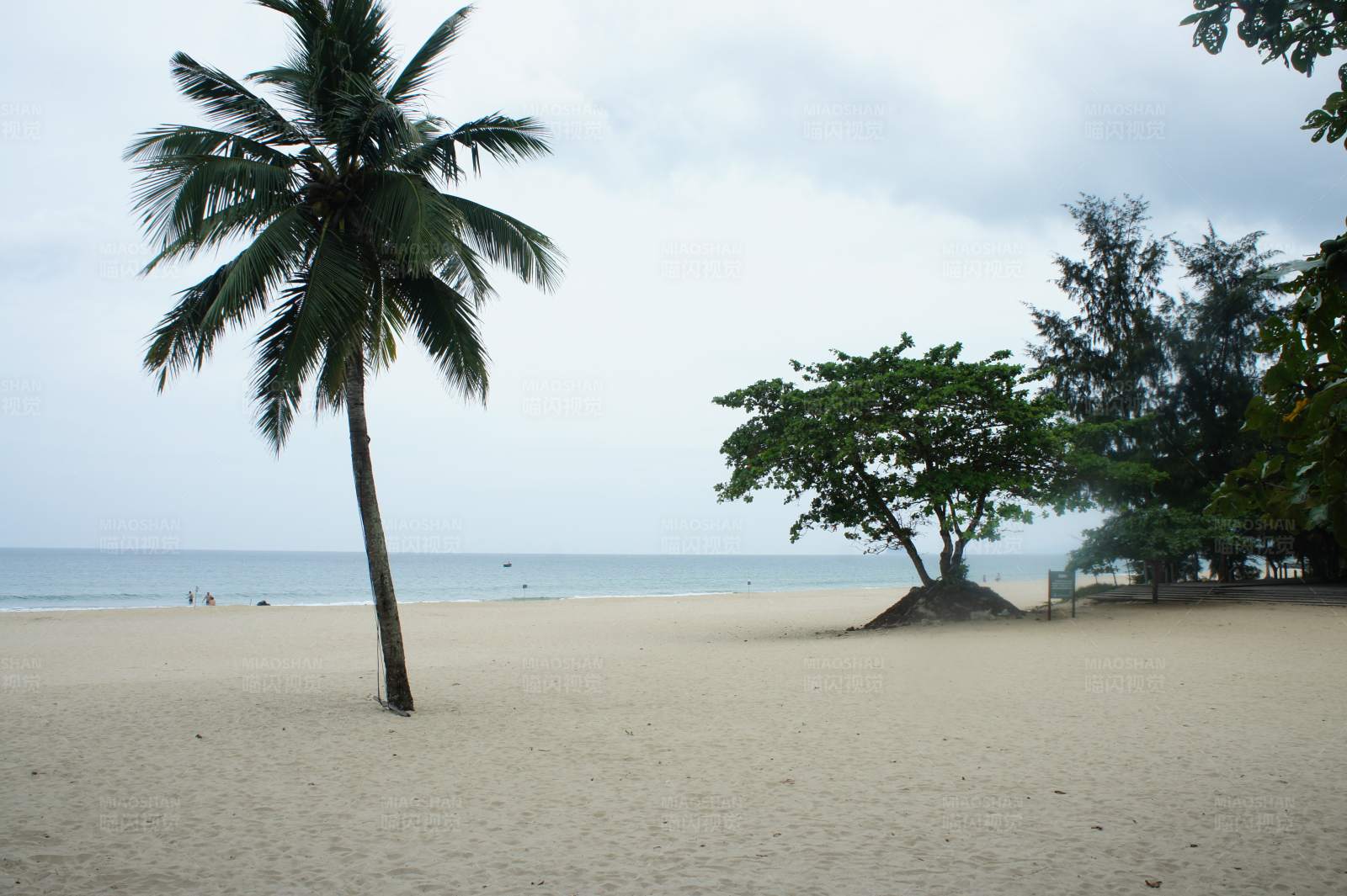 沙滩上的椰子树图片