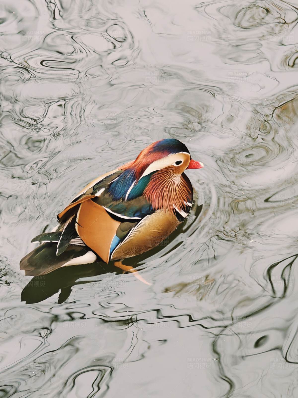 鸳鸯戏水图图片