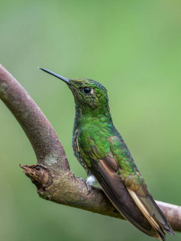 绿宝石蜂鸟栖息枝头图片