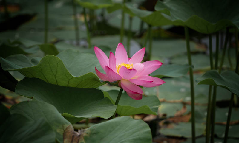 池塘中的粉红莲花图片