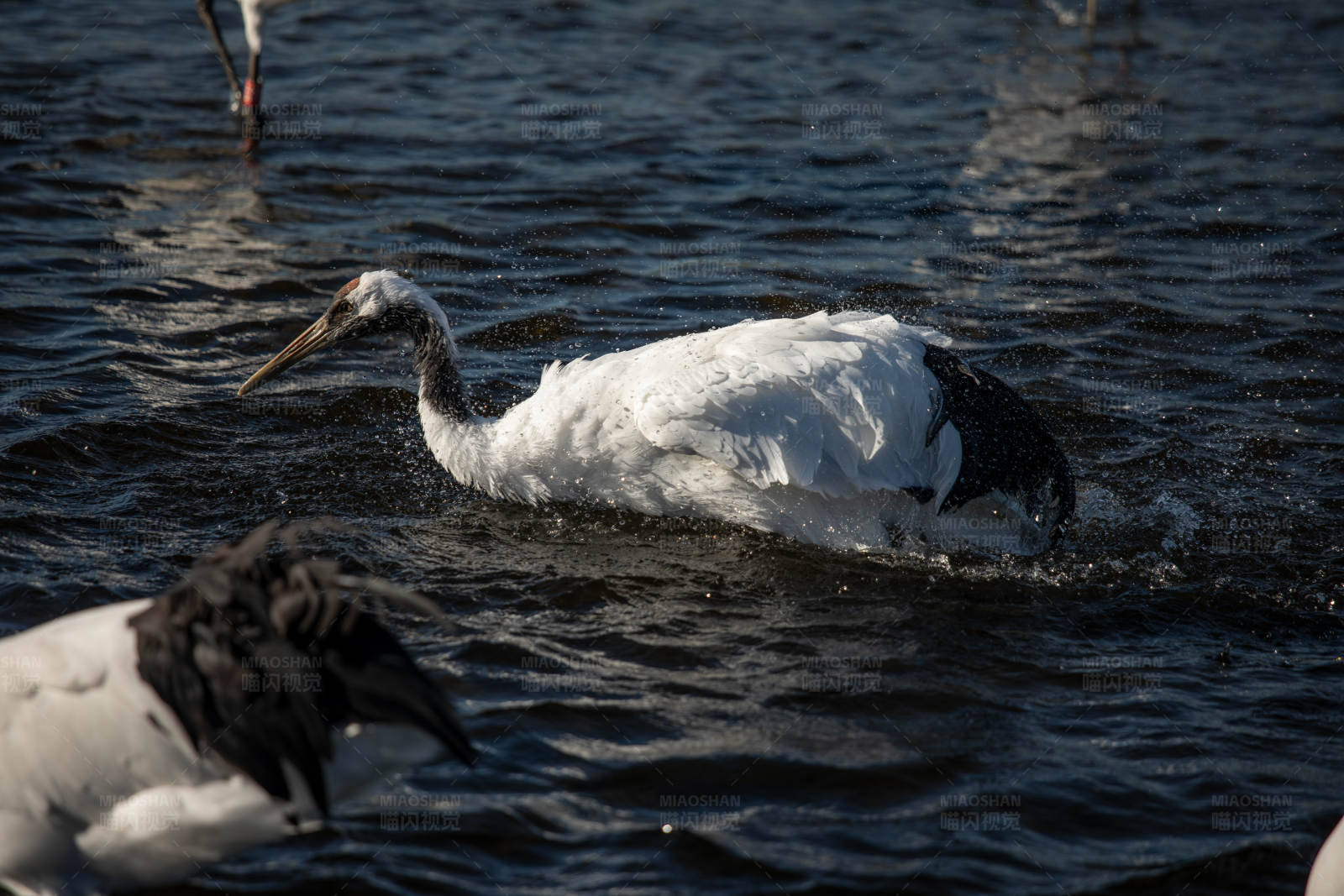 鹤在水中游泳图片