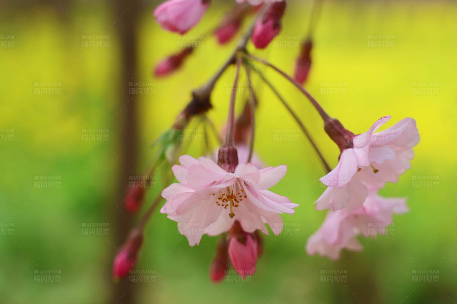 樱花绽放 春意盎然图片