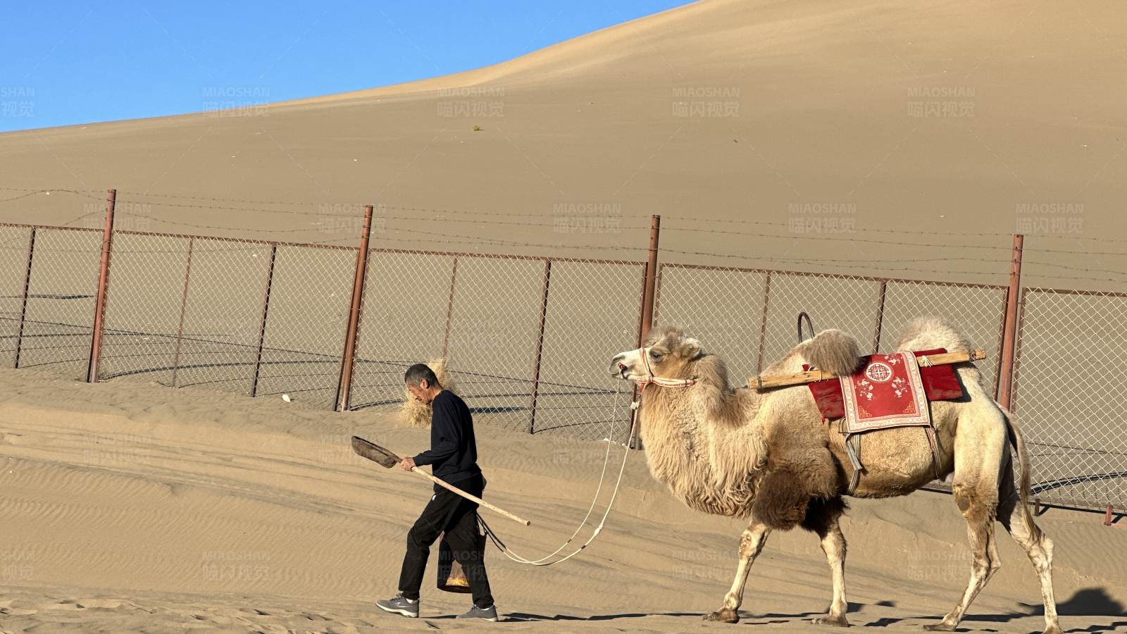沙漠中的骆驼与导游图片