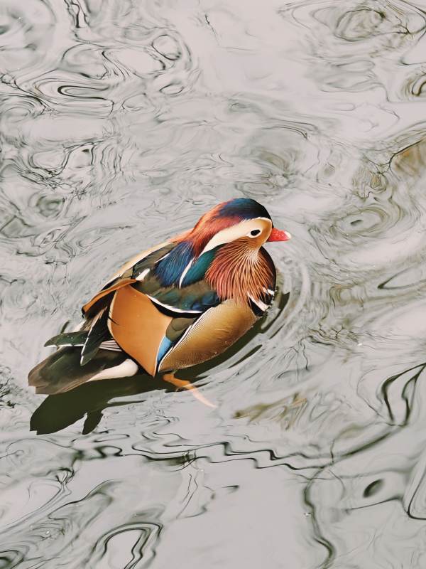 鸳鸯戏水图图片