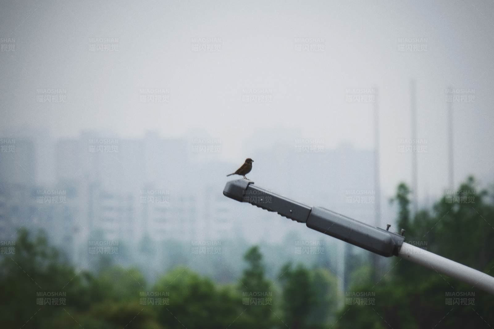 鸟儿栖息在路灯上图片