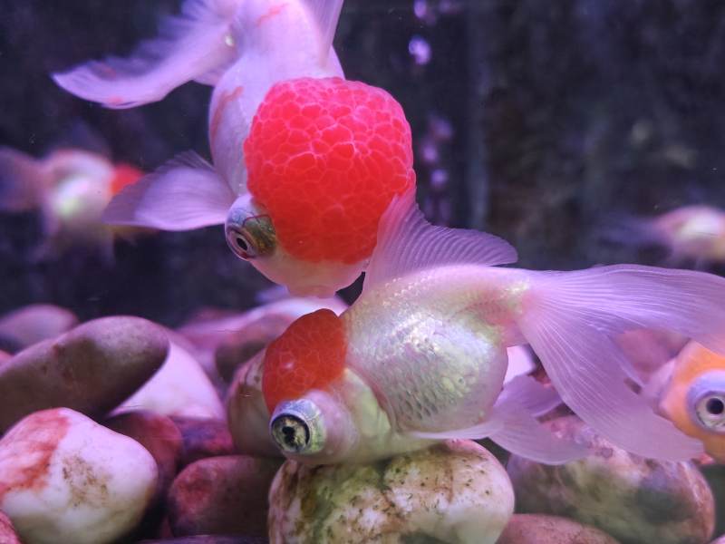 红顶白金鱼图片