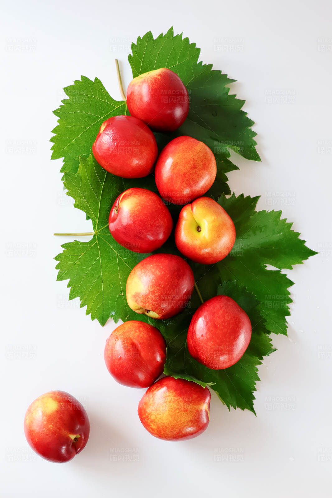 红果绿叶 清新自然图片