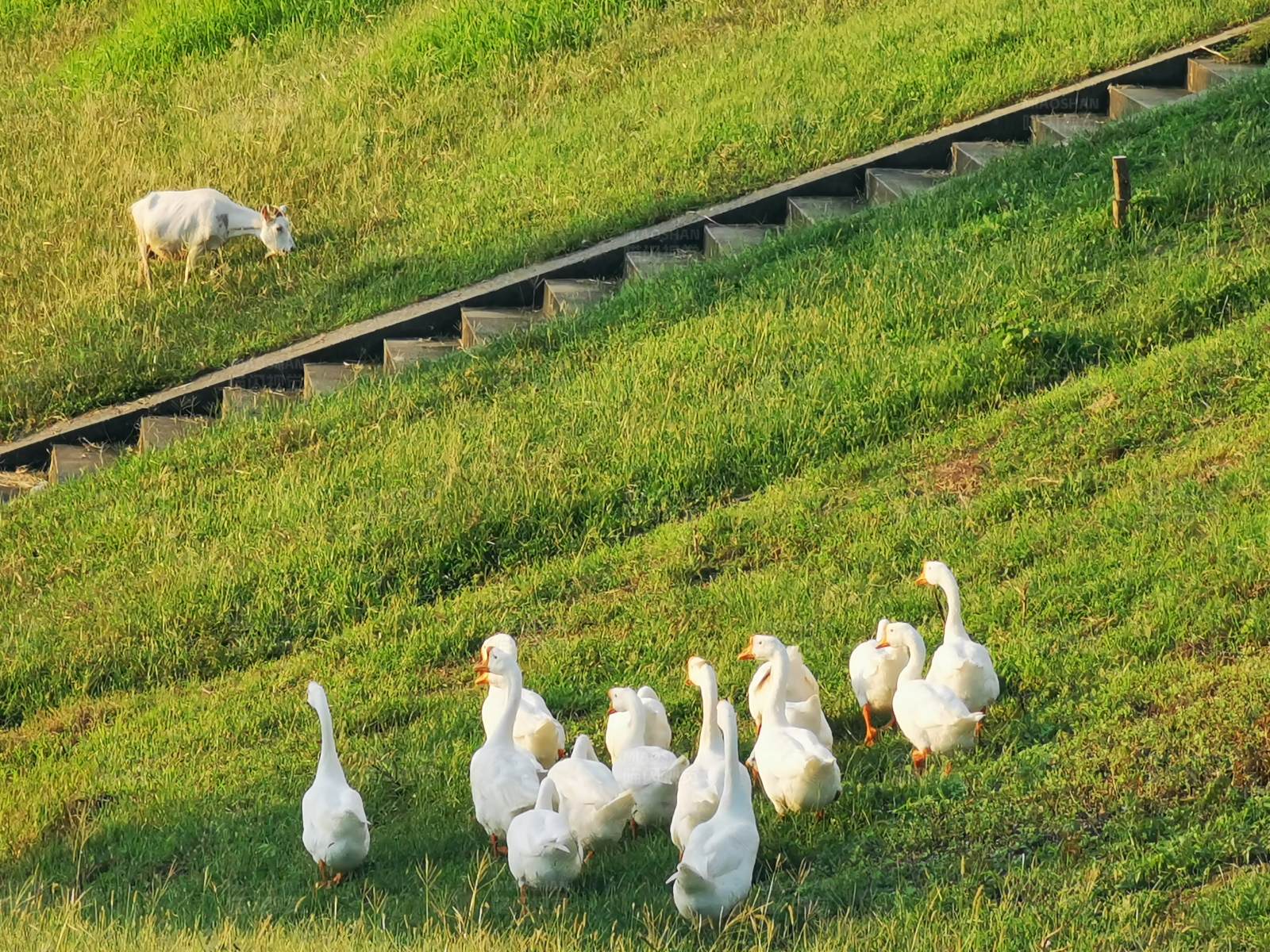 鹅群与山羊的田园景象图片