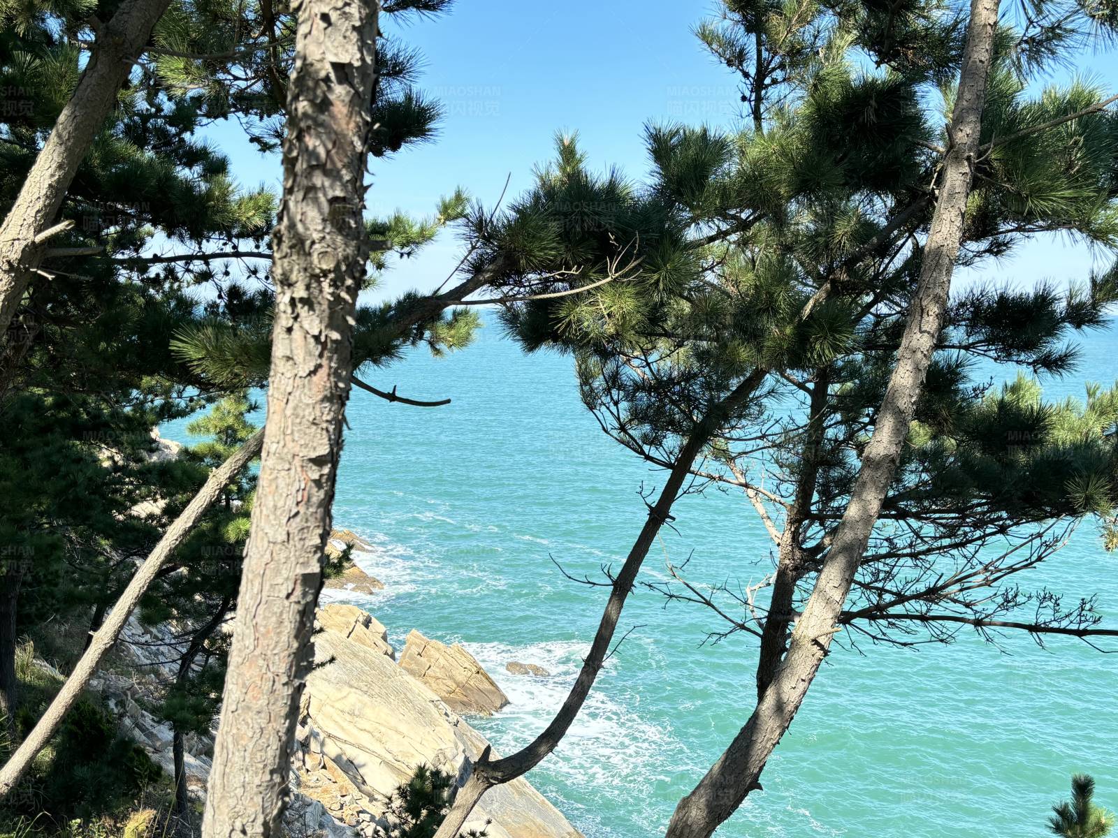 松树与海景  威海猫头山图片