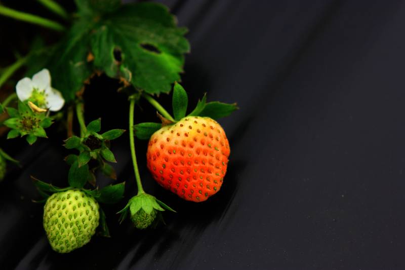 草莓生长实录图片