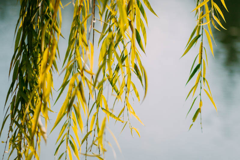 垂柳轻拂水面图片