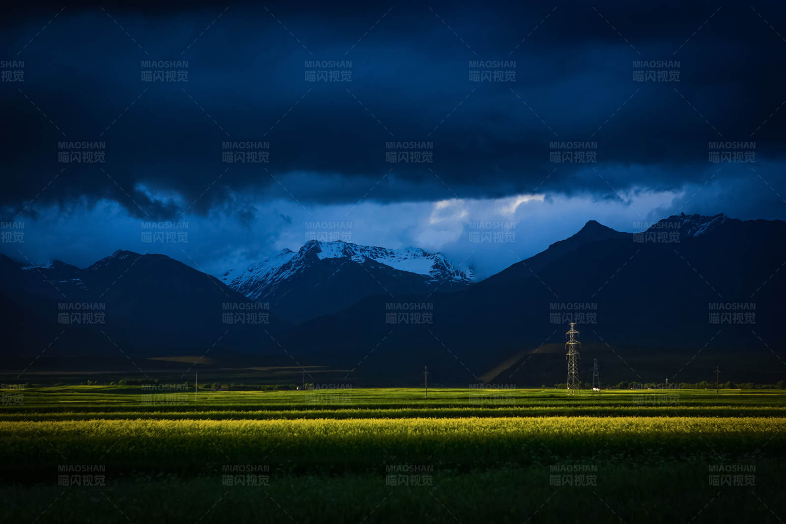 雪山前的油菜花田图片