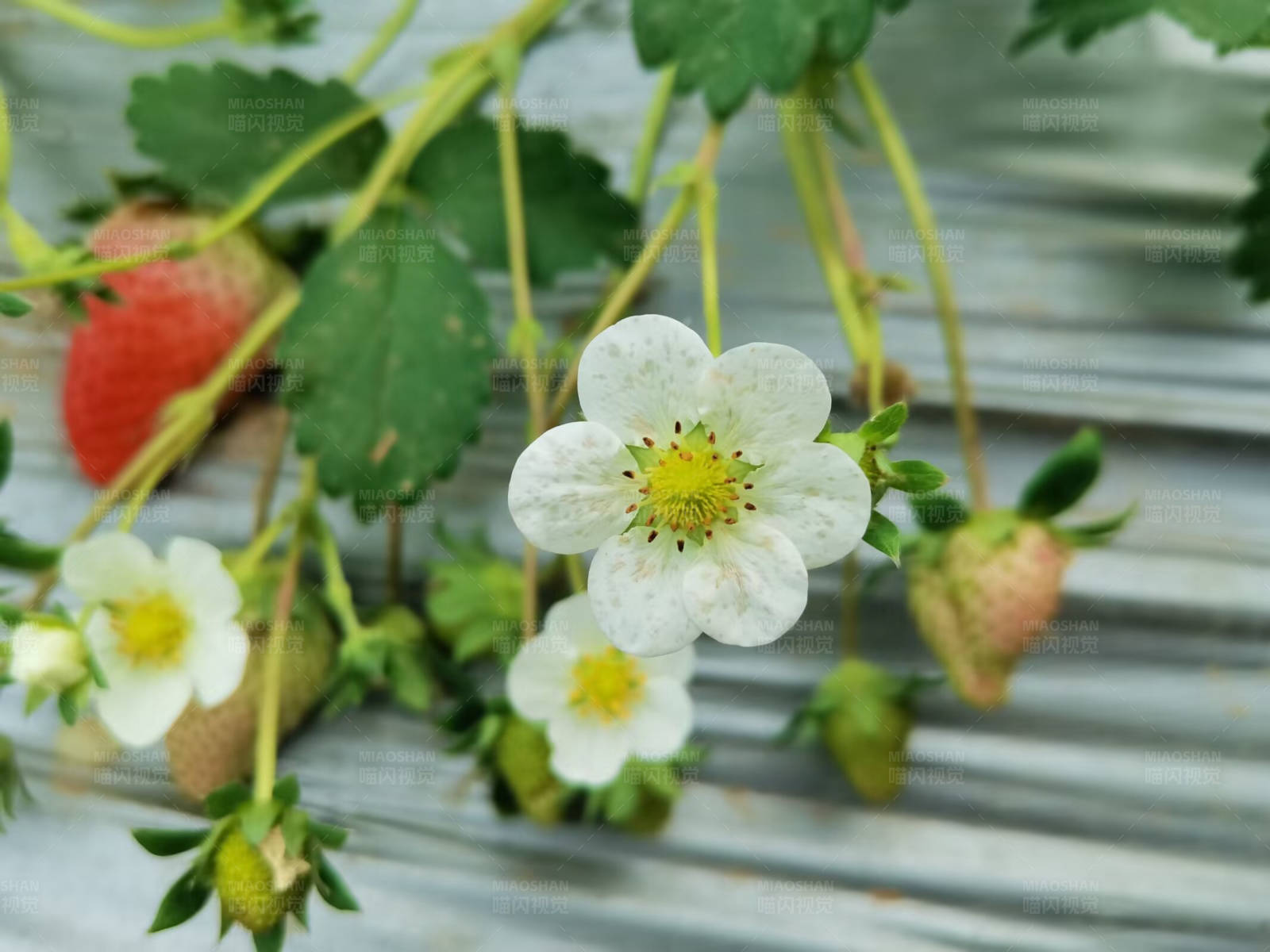 草莓花开 果实初成图片