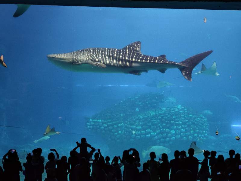 鲸鲨水族馆图片