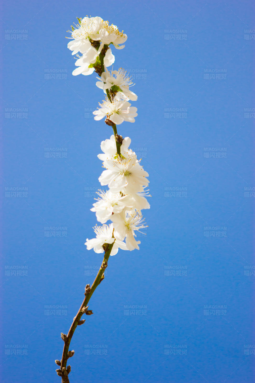 白花枝头映蓝天图片