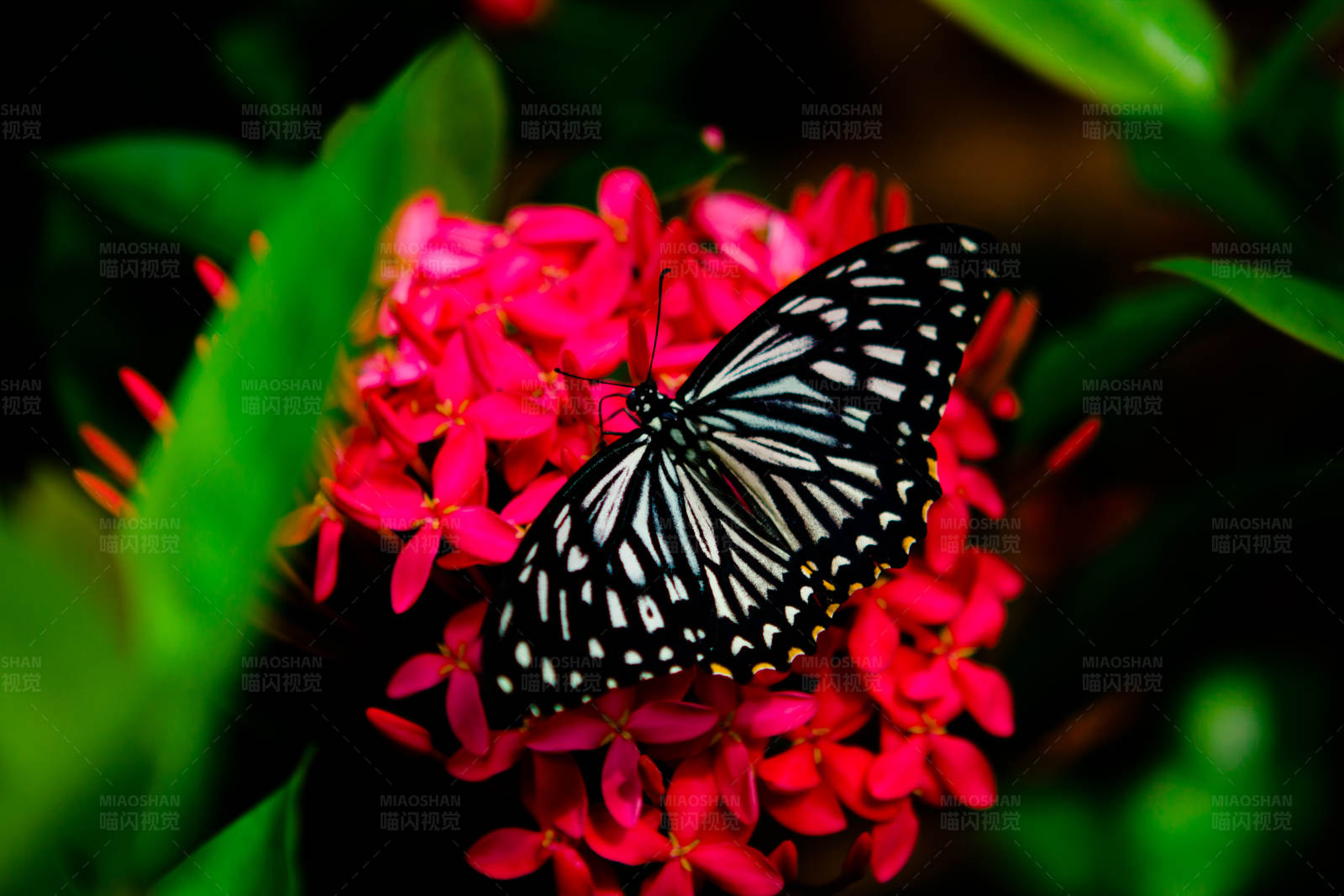 蝴蝶与红花图片