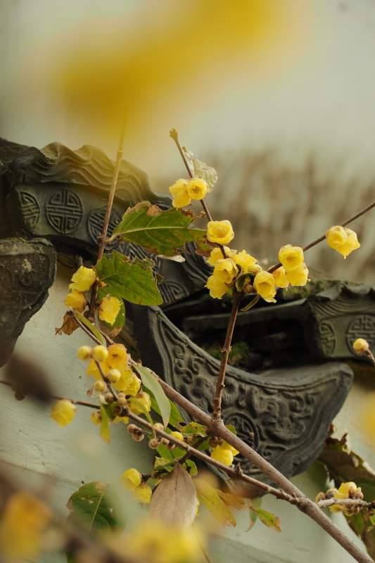 黄花古墙春意浓图片