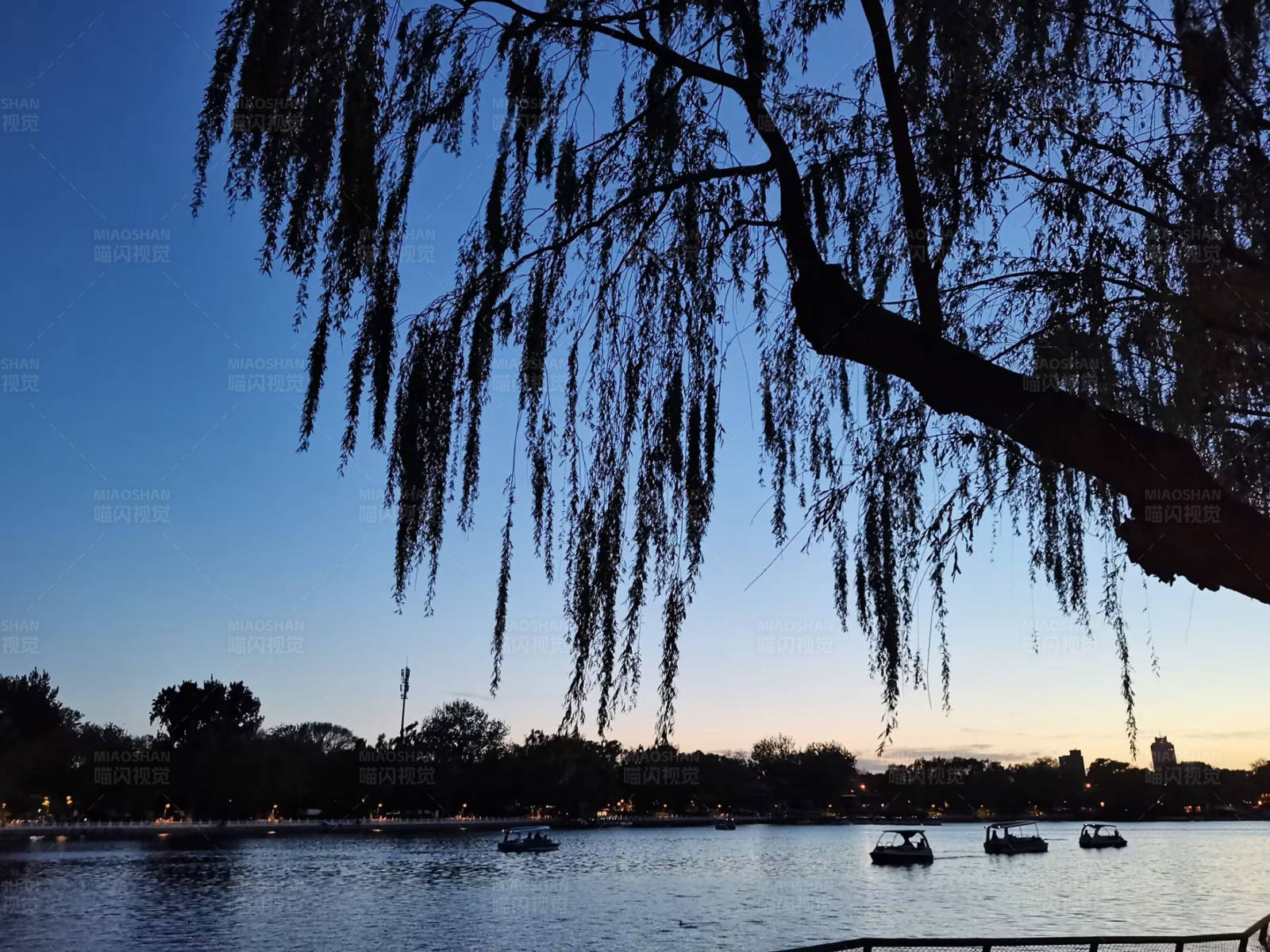 夕阳下的湖畔柳树图片