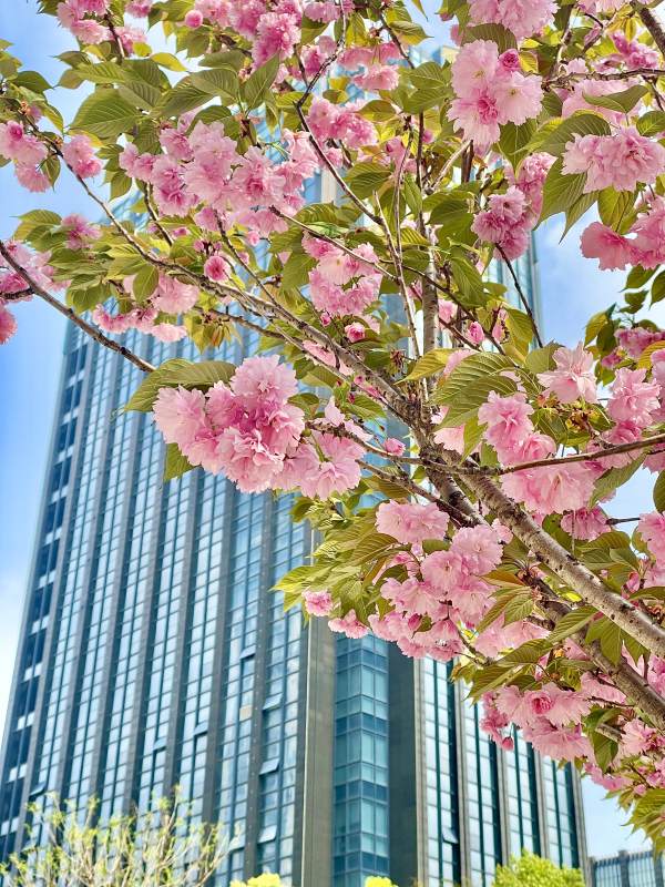 城市春色 樱花与高楼图片