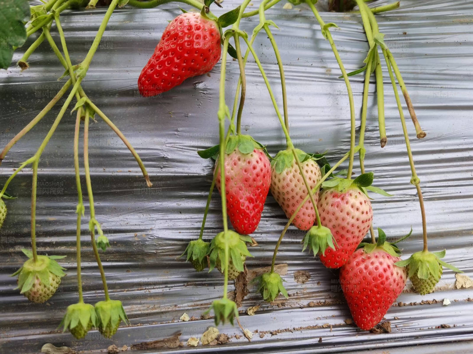 草莓成熟挂枝头图片