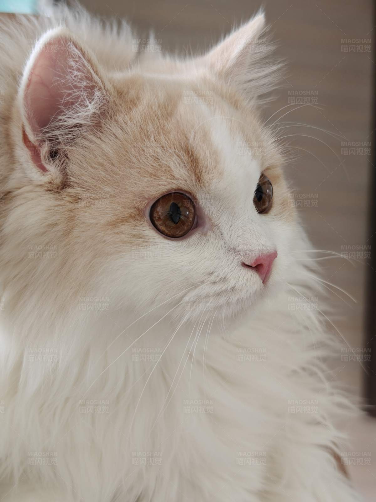 奶油色长毛猫图片