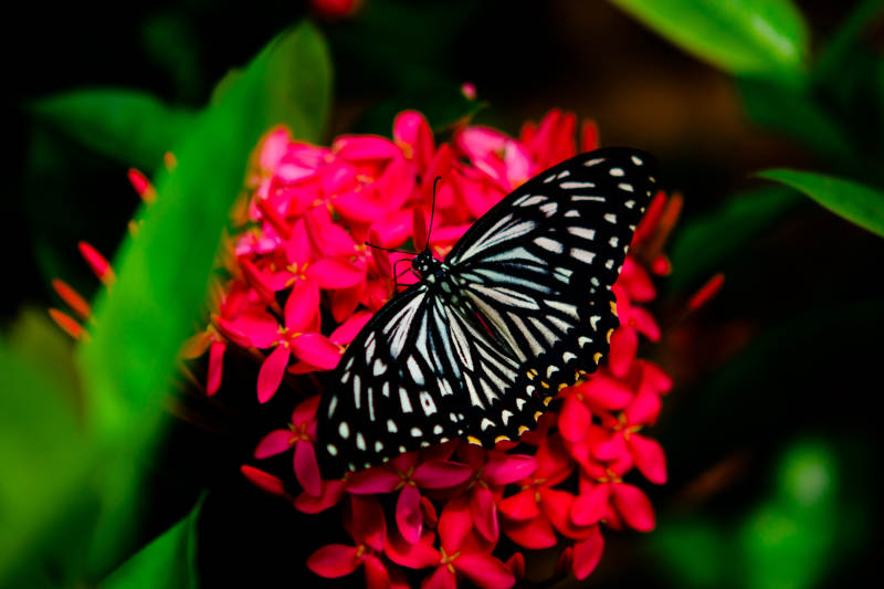 蝴蝶与红花图片