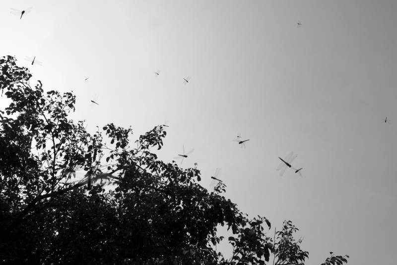 天空中的蜻蜓图片