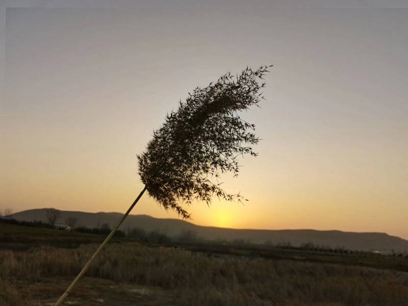 夕阳下的孤草图片