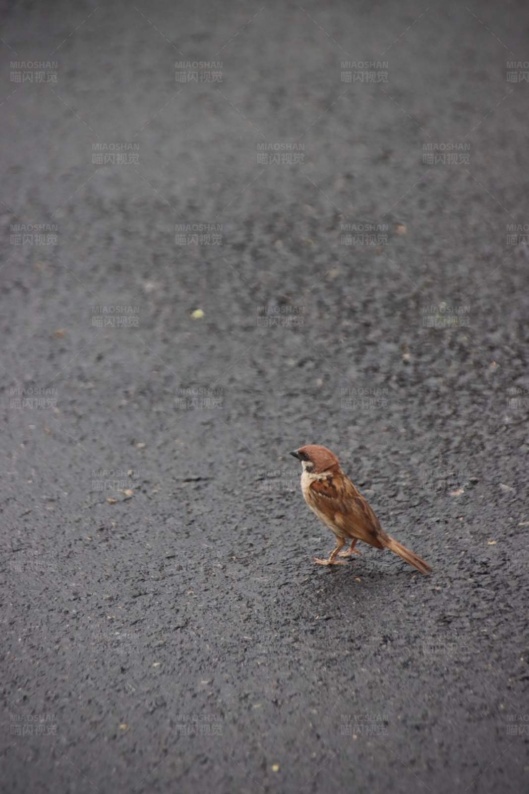 雨中独行的小麻雀图片