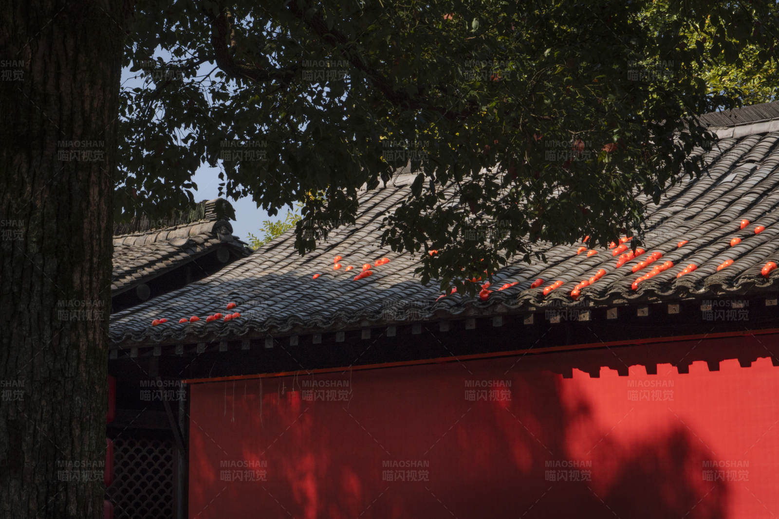 红墙黑瓦映柿子图片