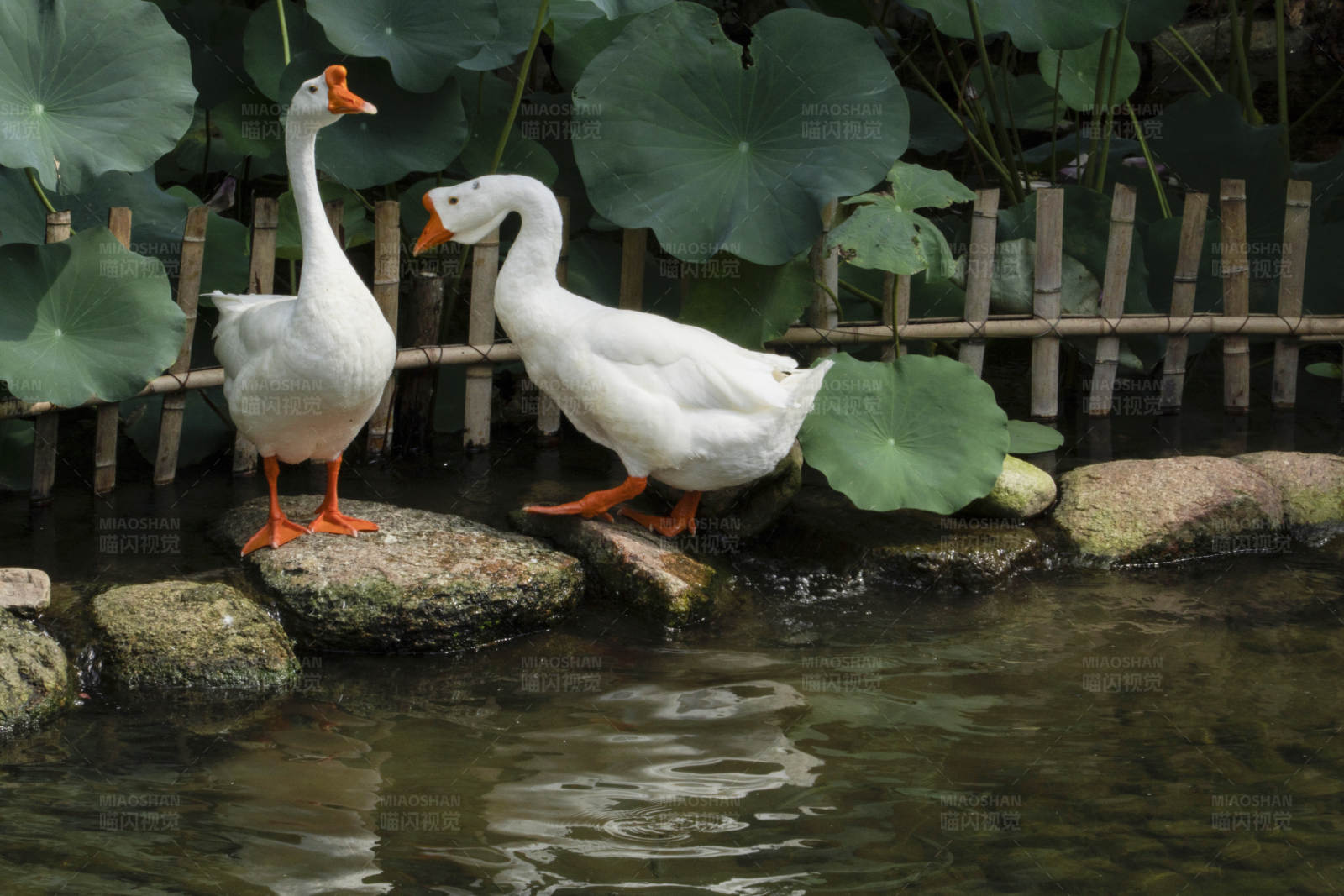 湖边的两只白鹅图片