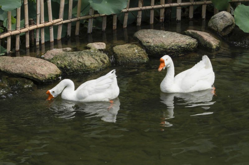 湖中游弋的白鹅图片