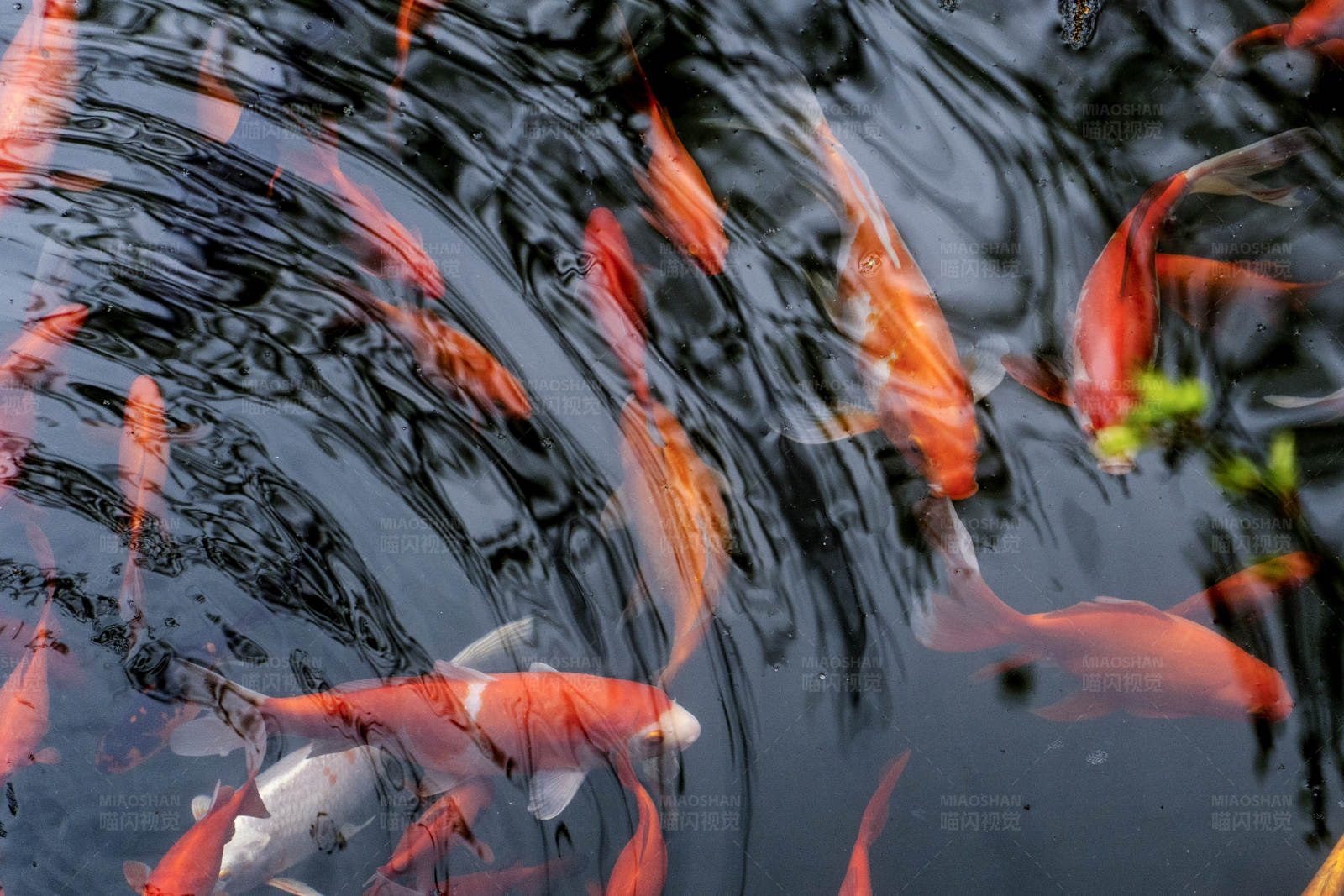 锦鲤游弋水中图片