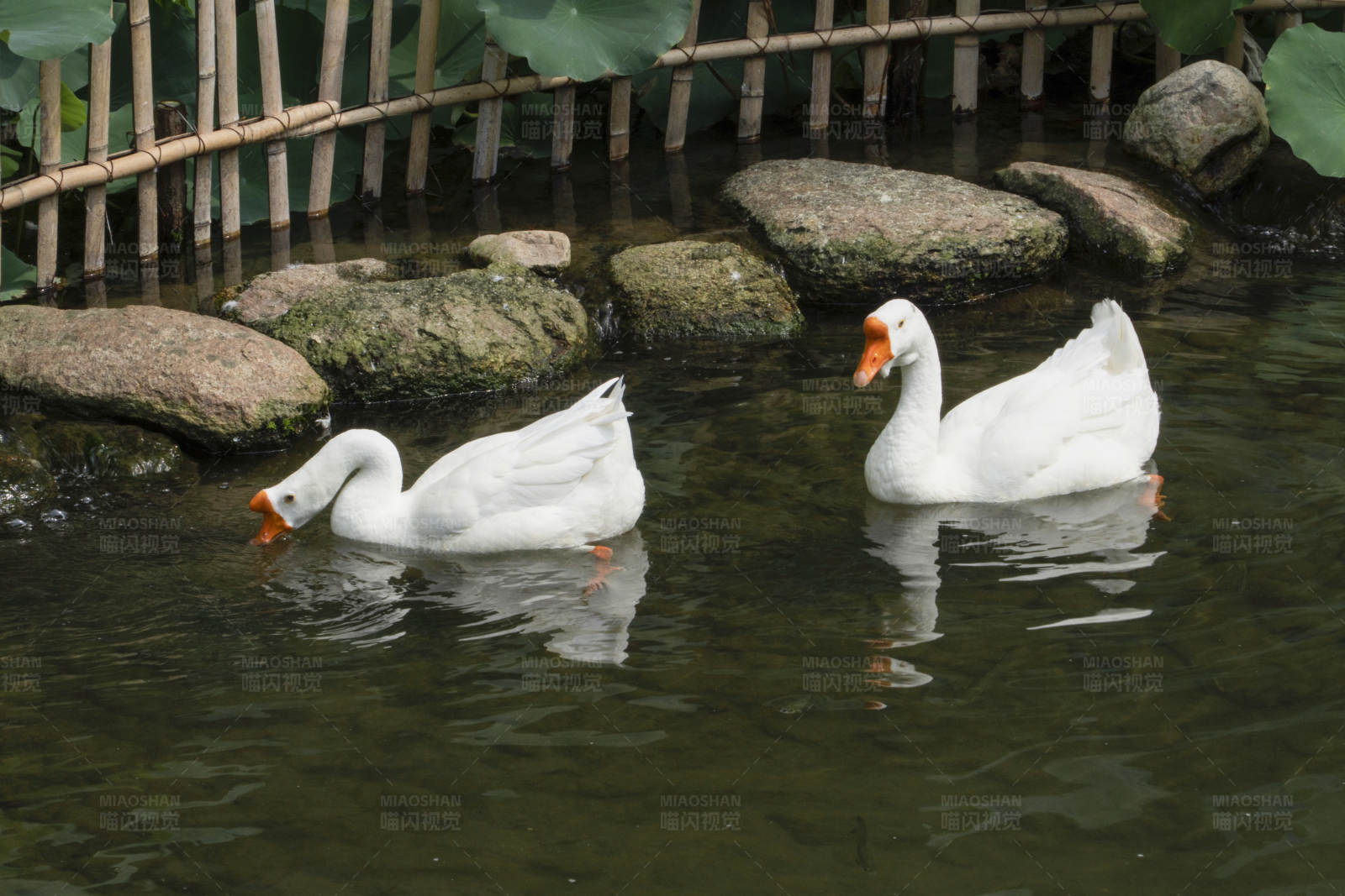 湖中游弋的白鹅图片