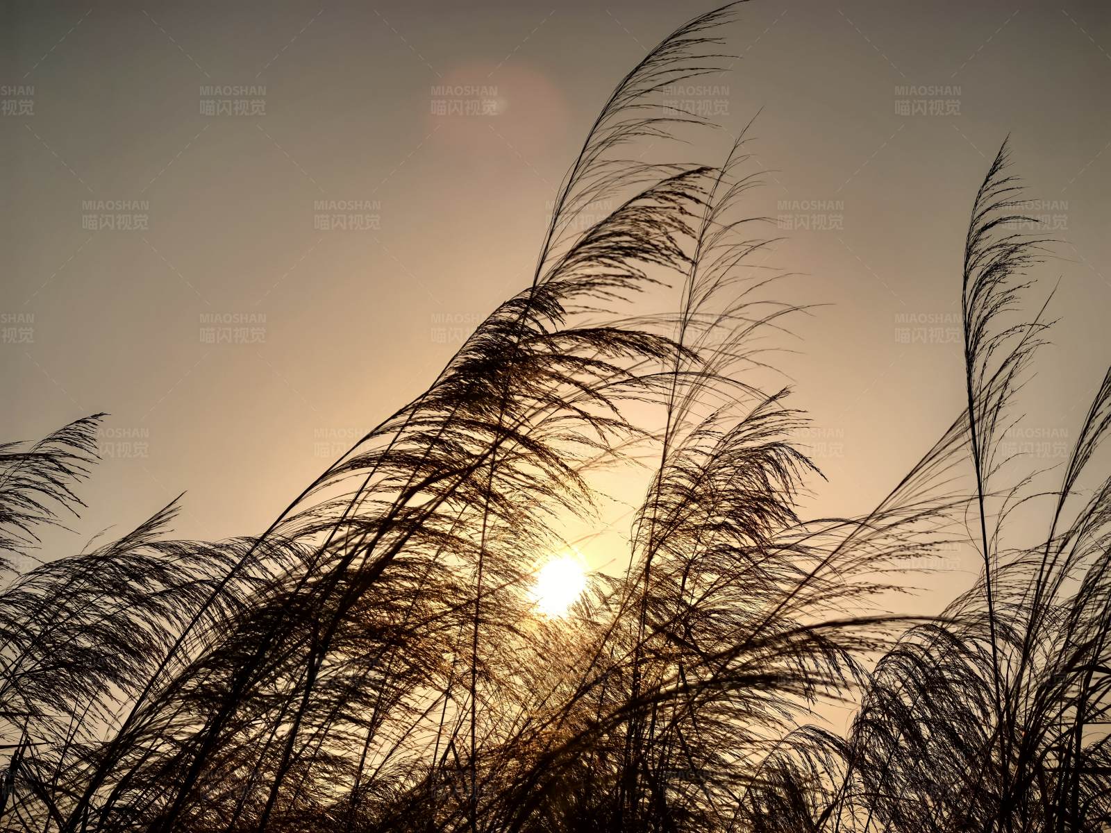 夕阳下的芦苇图片