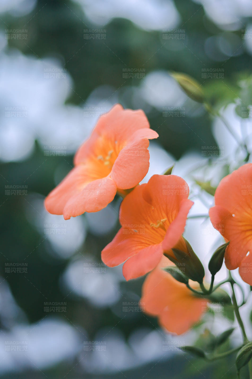 橙色花朵的美丽瞬间图片