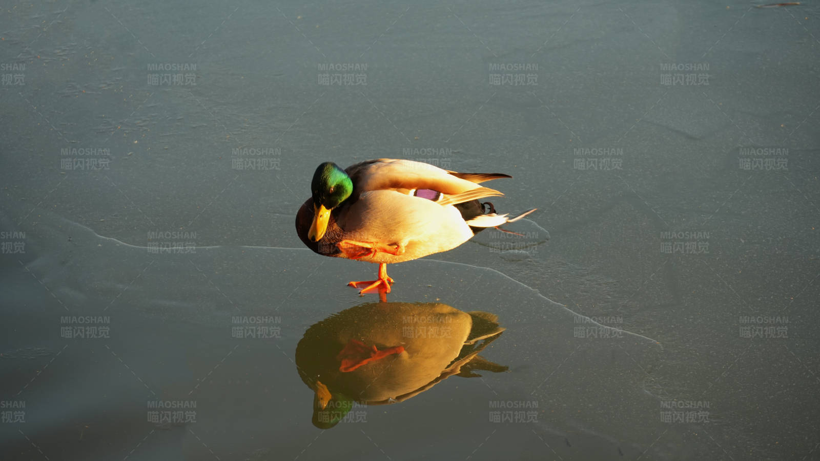 冰上独鸭图片